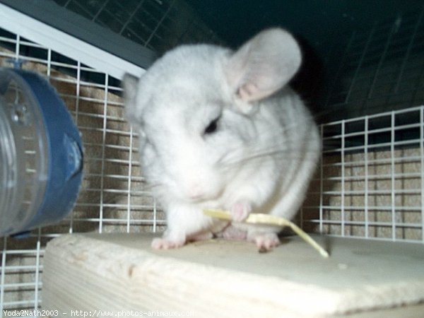 Photo de Chinchilla