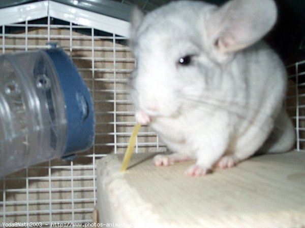 Photo de Chinchilla