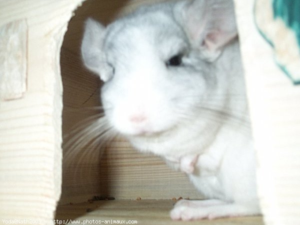 Photo de Chinchilla