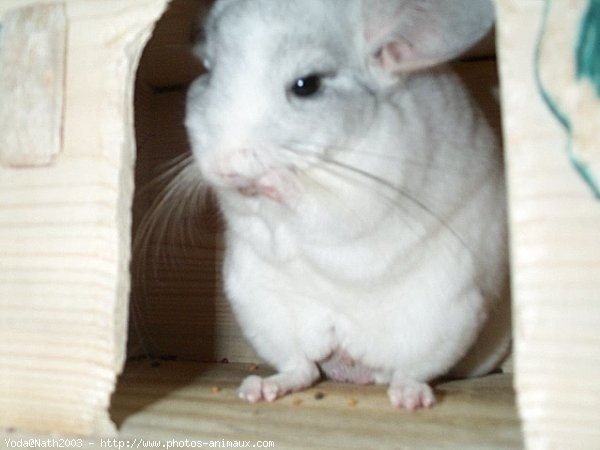 Photo de Chinchilla