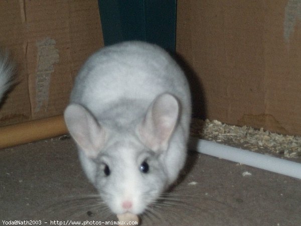 Photo de Chinchilla