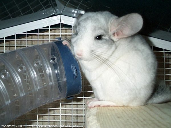 Photo de Chinchilla