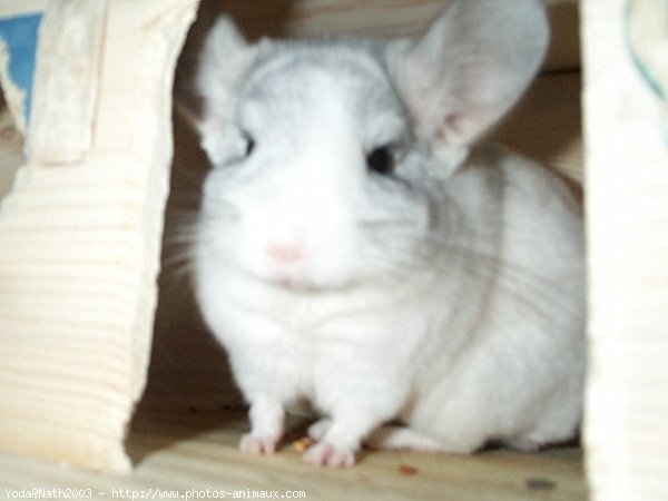 Photo de Chinchilla