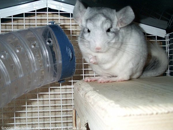 Photo de Chinchilla