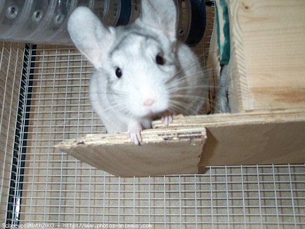 Photo de Chinchilla