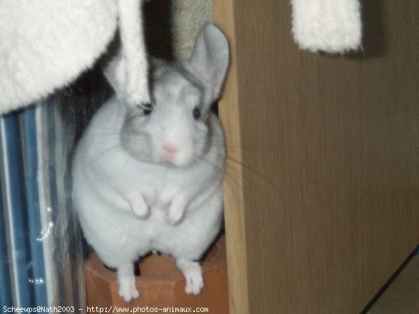 Photo de Chinchilla