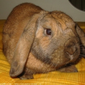 Photo de Lapin