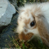 Photo de Lapin