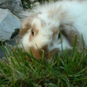 Photo de Lapin