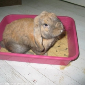 Photo de Lapin