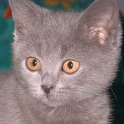 Photo de Chartreux