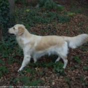 Photo de Golden retriever