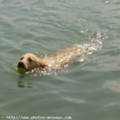 Photo de Golden retriever