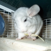 Photo de Chinchilla