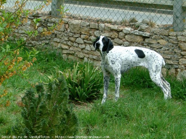 Photo de Braque d'auvergne