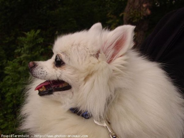 Photo de Spitz moyen