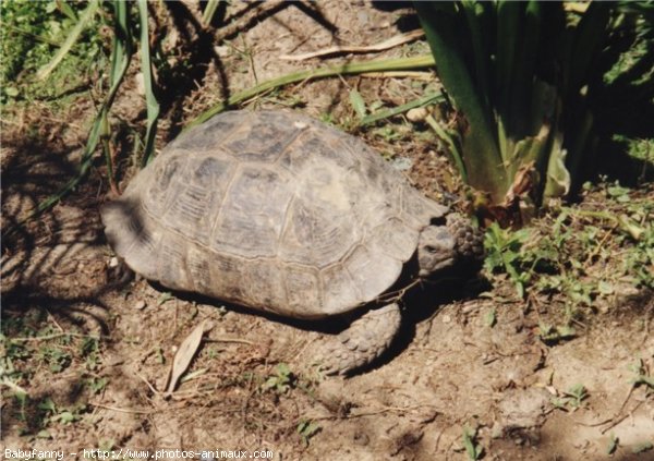 Photo de Tortue