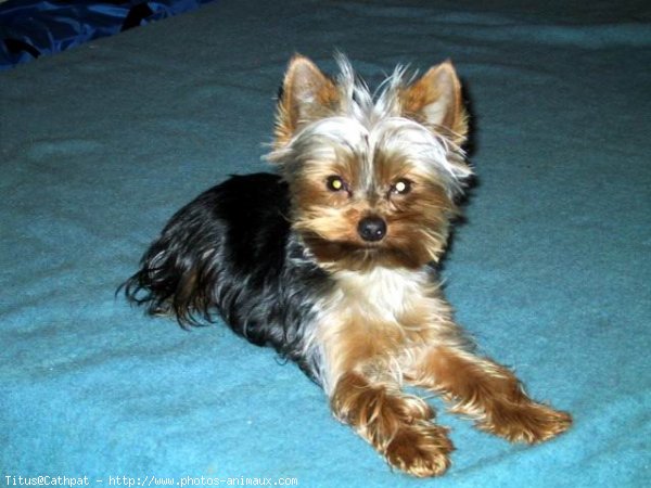 Photo de Yorkshire terrier