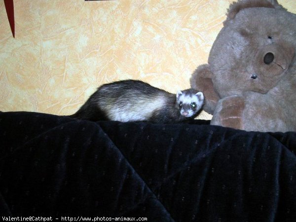 Photo de Furet