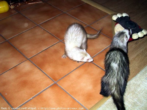 Photo de Furet