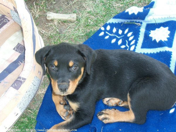 Photo de Rottweiler