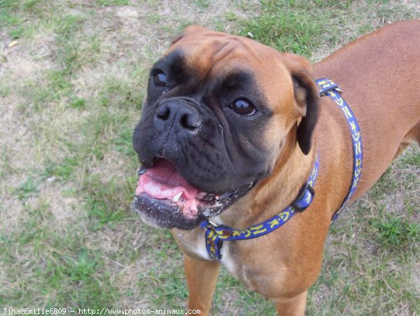 Photo de Boxer