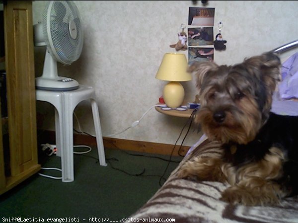 Photo de Yorkshire terrier