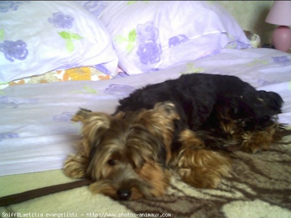 Photo de Yorkshire terrier