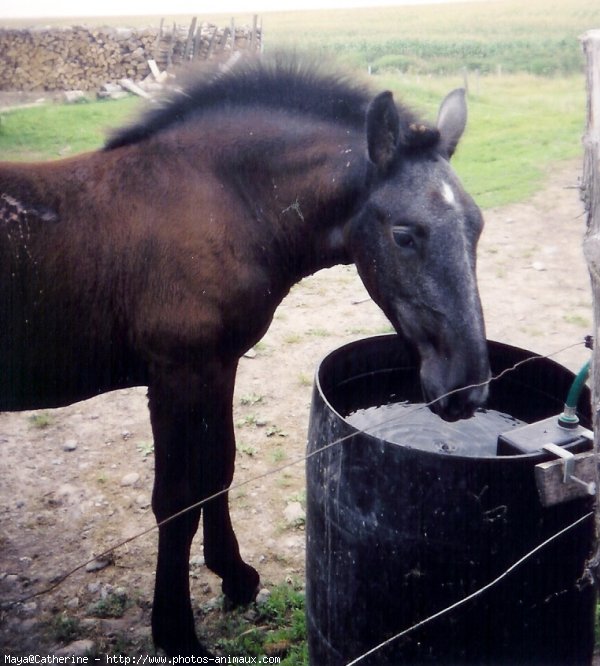 Photo de Percheron