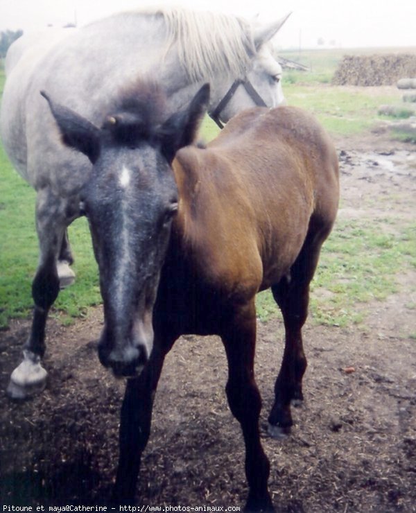 Photo de Percheron