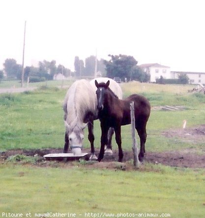 Photo de Percheron