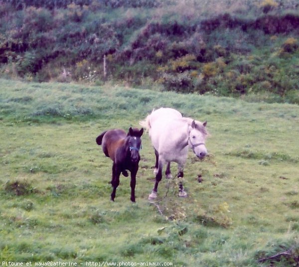 Photo de Percheron