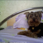 Photo de Yorkshire terrier