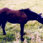 Photo de Percheron