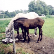 Photo de Percheron