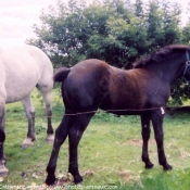 Photo de Percheron