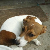 Photo de Jack russell terrier