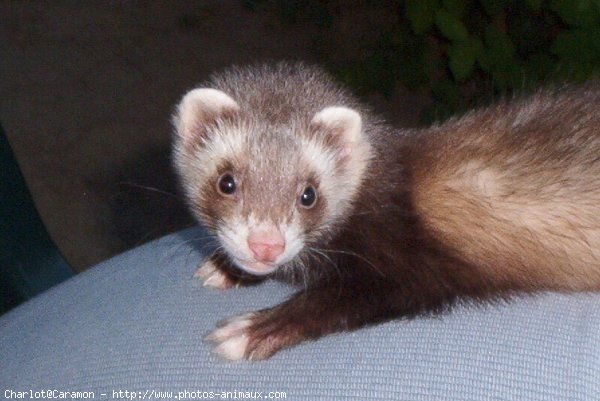 Photo de Furet