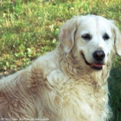 Photo de Golden retriever