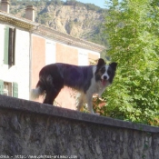 Photo de Border collie