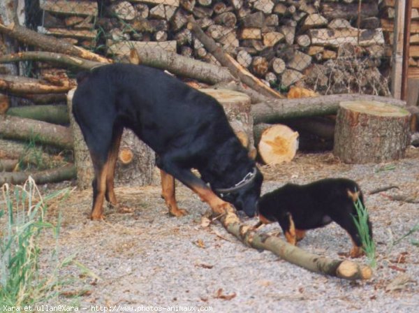 Photo de Rottweiler