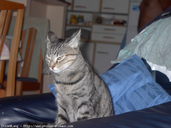 Photo de Chat domestique