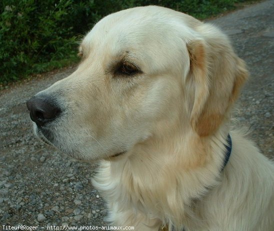 Photo de Golden retriever