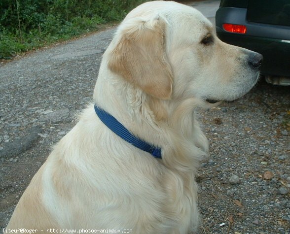 Photo de Golden retriever