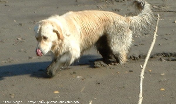 Photo de Golden retriever