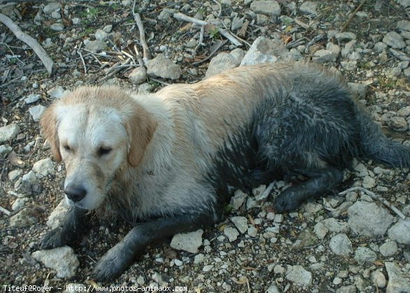 Photo de Golden retriever