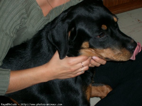 Photo de Rottweiler