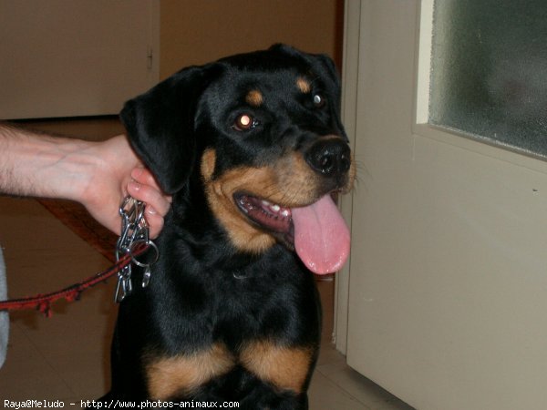 Photo de Rottweiler