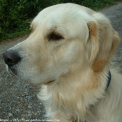 Photo de Golden retriever