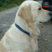 Photo de Golden retriever